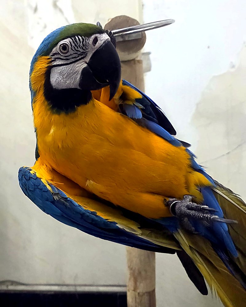Bubba the blue-and-gold macaw, CONQR workshop mascot